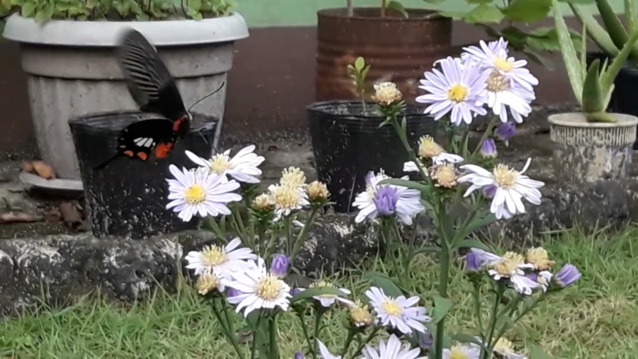 Butterfly Eating Nectar