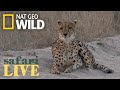 Safari Live - Day 179 | Nat Geo Wild