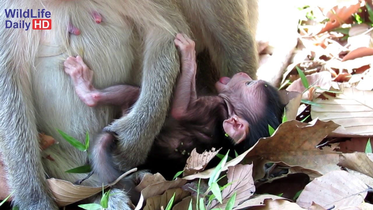 WHY YOUNG MOTHER DO LIKE THIS TO LORI NEWBORN BABY, SHE NEED FRESH MILK FROM MOTHER