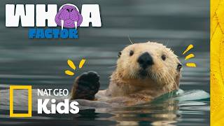 Otters vs. Whales vs. Walruses: Marine Animal Showdown 🌊 | Whoa Factor | Nat Geo Kids