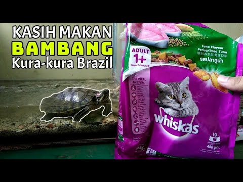 Video: Kucing Kura-kura: Jenis Warna, Takhayul Dan Pertanda, Sifat Watak, Foto