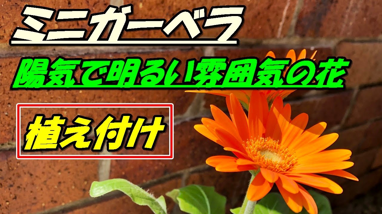 花 ミニガーベラの育て方 植え付け Youtube