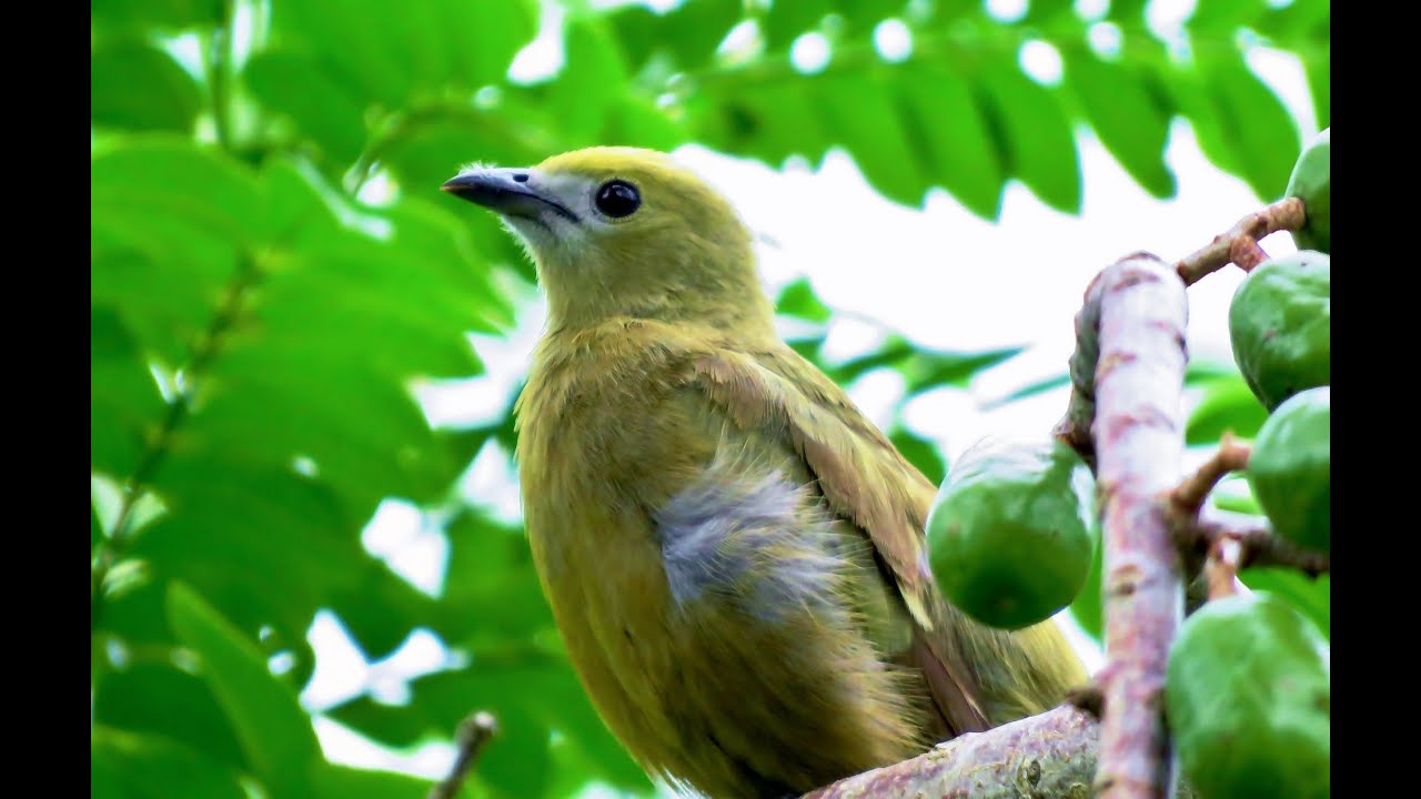 Sanhaço-do-coqueiro (Palm Tanager - Tangara palmarum) livre comendo em meu jardim - 24/04/2013