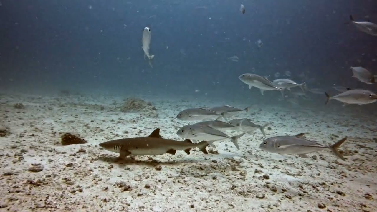 Top Seychelles Dives with Sharks