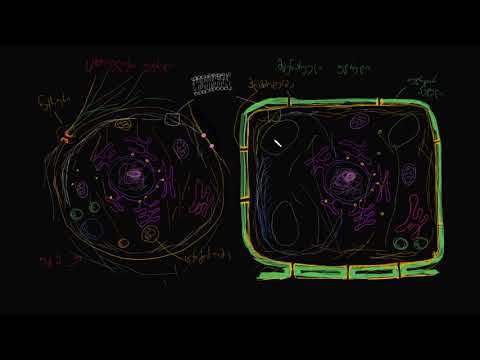 ცხოველური და მცენარეული უჯრედის მიმოხილვა