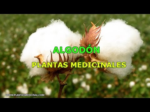 Vídeo: Planta De Algodón: Propiedades Beneficiosas Y Cultivo De Algodón. Aplicación De Algodón