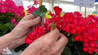 California Spring Trials 2024: Dümmen Orange's New Glory Days Interspecific Geranium Series