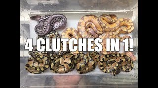Banana enchis, bees, queenspins and hypo mojos!