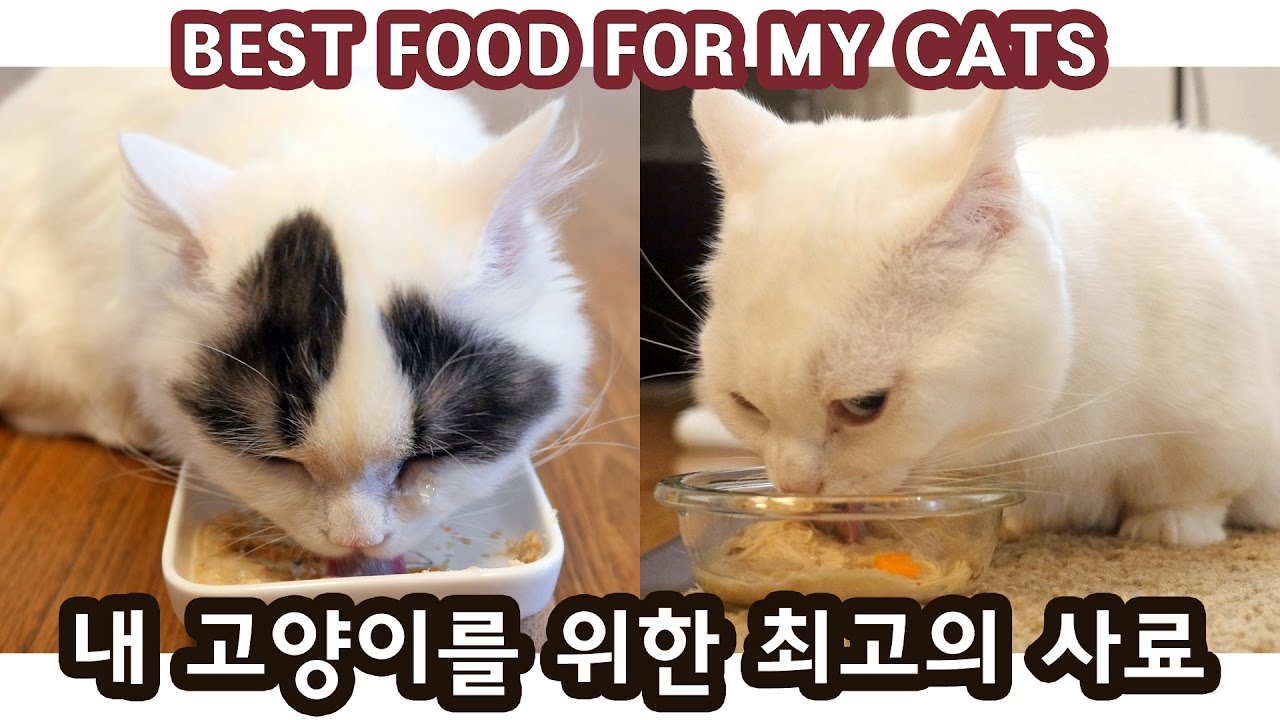 내 고양이를 위한 최고의 사료 BEST CAT FOOD FOR MY CATS YouTube