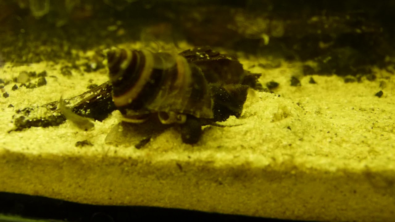 Pianoschnecke beim Filtrieren (kurz)