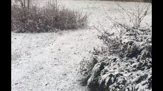 FIRST SNOW OF WINTER SEASON  2021 & CATS REACTION **REVISED**