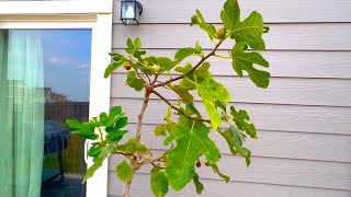 Fig Trees and the Texas Heatwave