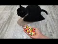 Oddly Satisfying Reverse Cat Tommy Videos Compilation 😻