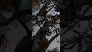 Kratos Chopping Down The Tree