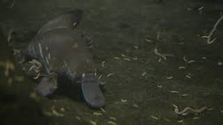 Swimming with the Platypuses by San Diego Zoo Safari Park 14,261 views 2 years ago 1 minute, 1 second