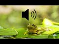 مؤثرات صوتية بدون حقوق صوت الضفدع في البحيرة مونتاج