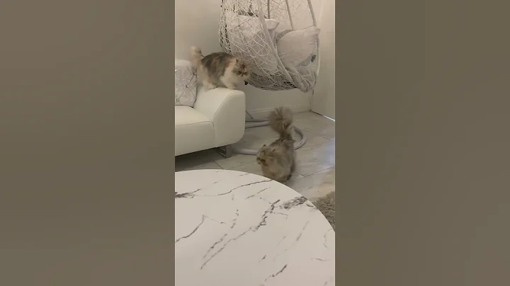 Video 4919451: persiancat persians, persiancat catlover funnycat, persiancat cat fight