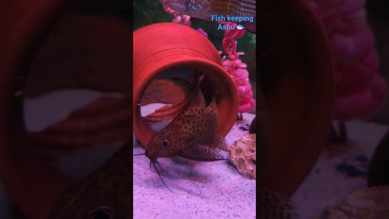 Guess this catfish name 🤔 