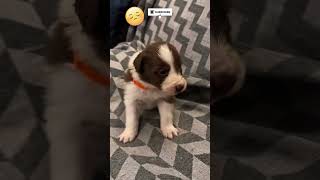 The Small Puppy Is Crying.