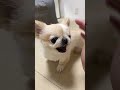 ガウガウしてても噛まないね🥹w #shortvideo #ペキチワ #癒し動画 #チワワ #shorts