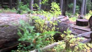 World's largest white pine
