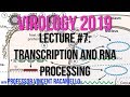 Virology Lectures 2019 #7: Transcription and RNA Processing