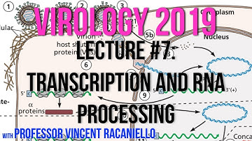 Virology Lectures 2019 #7: Transcription and RNA Processing