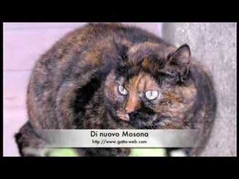 Gatti Pazzi Youtube