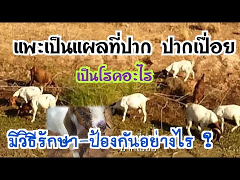 แพะเป็นแผลที่ปาก(ปากเปื่อย) เกิดจากโรคอะไร..| วิธีรักษา-ป้องกันทำอย่างไร ? by ชีลองฟาร์ม