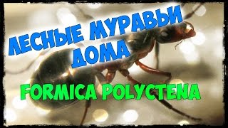 МУРАВЬИНАЯ ФЕРМА - ЛЕСНЫЕ МУРАВЬИ ДОМА, проблема развития