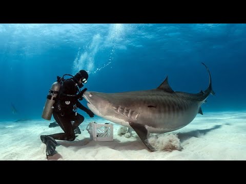 Обитатели океанов, Саванны и Амазонки - Документальный фильм (2020)