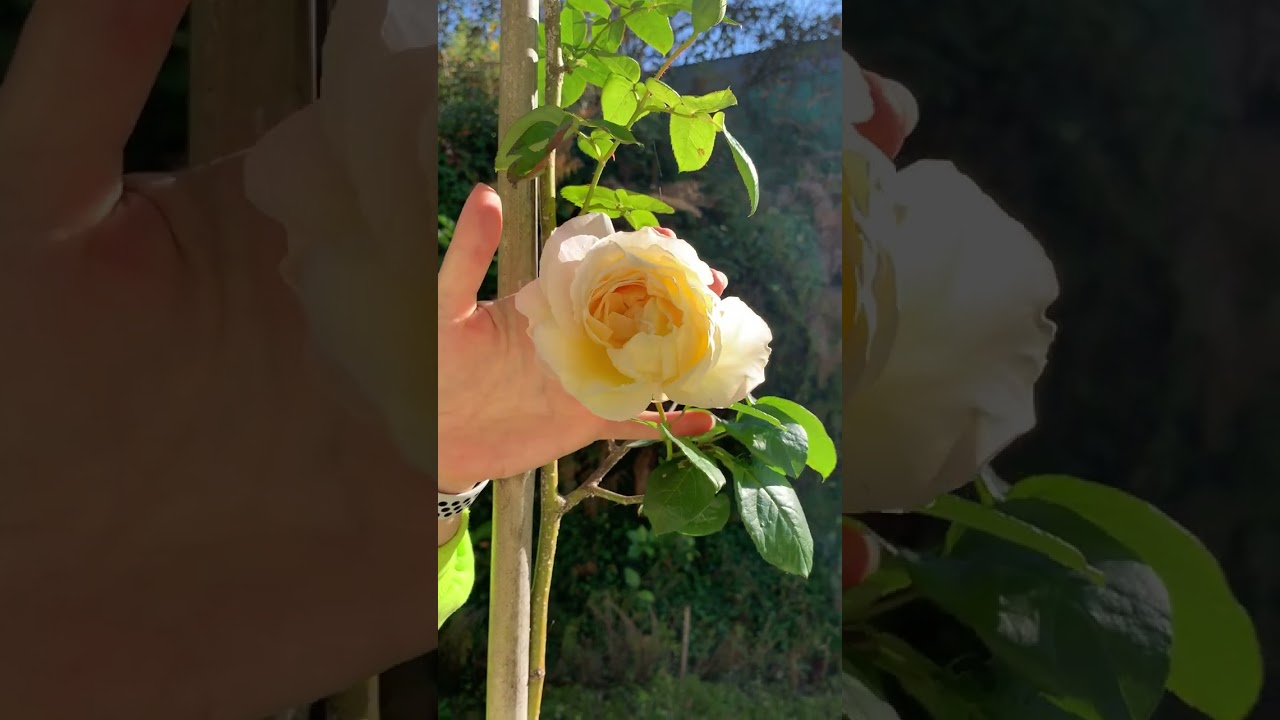 Желтый бутон розы в ноябре 