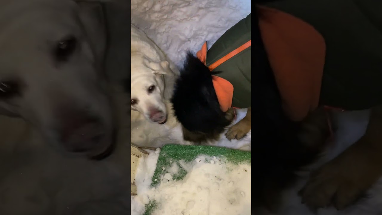 Гера ещё не умеет ласкаться. Марта ест сосульки 