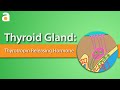 Thyroid gland hypothalamicpituitarythyroid axis  role of thyrotropin releasing hormone trh