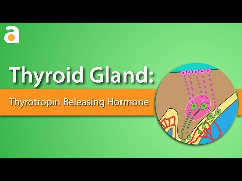 Thyroid Gland: Hypothalamic-Pituitary-Thyroid Axis - Role of Thyrotropin Releasing Hormone (TRH)