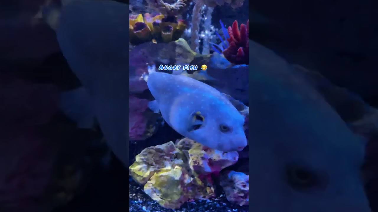 White-spotted puffer fish at Sea Life Aquarium - Loch Lomond