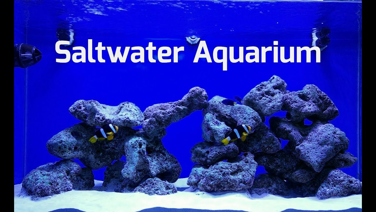 Saltwater Aquarium 2018 in hindi YouTube