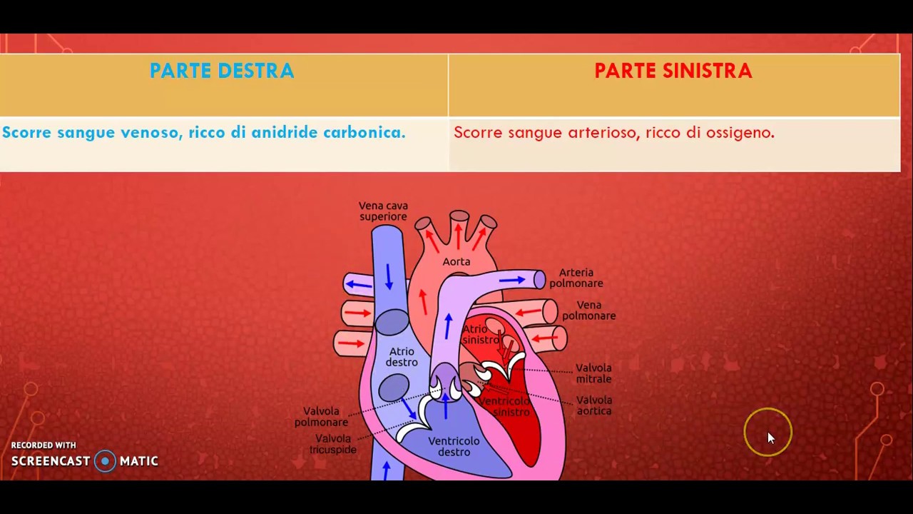 L'APPARATO CARDIO CIRCOLATORIO YouTube L'APPARATO CARDIO CIRCOLATORIO YouTube