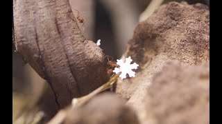 Dance Of The Sugar Plum Leaf-Cutter Ants | TheDeepHull