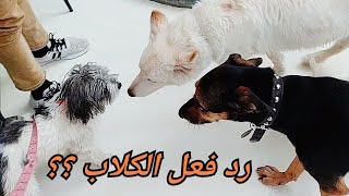 بنده راحت لبيتها الجديد ورد فعلها معاهم فاجئني !! by Islam Fekry 2,038 views 7 months ago 5 minutes, 46 seconds