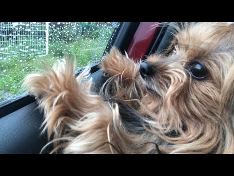 ちょんまげ犬ヨーキーcheerio Tv