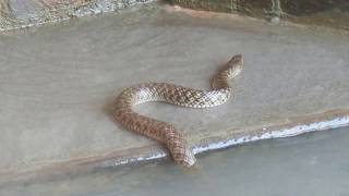 HARIDWAR -Snake of Lord Shiva ?