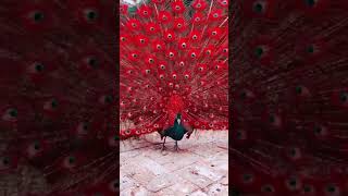 Asombroso, impresionante, pavo real rojo por primera vez 🦚  👀 #pavoreal #rojo #asombroso #impresio