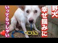 【野犬】一福くんも世界一幸せになーれ❤️〜いってらっしゃい〜