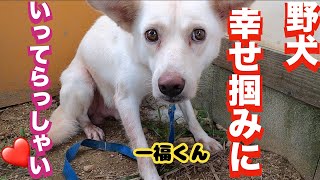 【野犬】一福くんも世界一幸せになーれ❤️〜いってらっしゃい〜