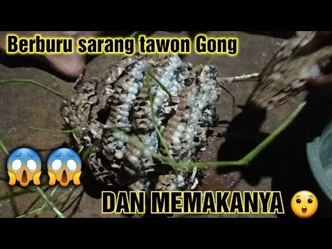 Video: Seperti apa rupa tawon empedu jeruk?