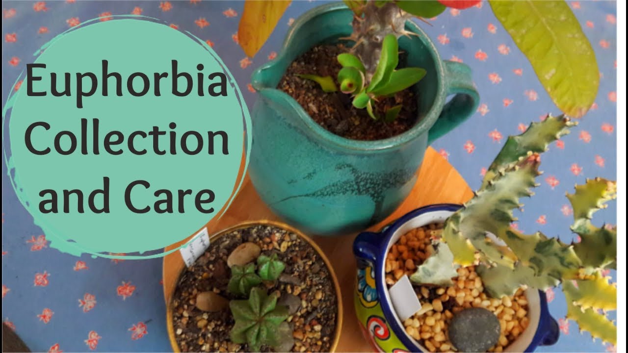 Euphorbia Collection and Care Tips