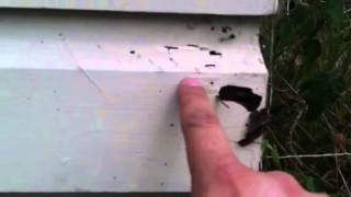 (424)646-0465 termite control Santa Monica