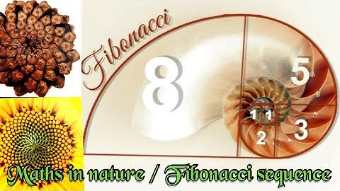 Maths in nature | Fibonacci sequence