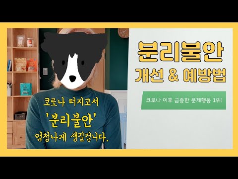 코로나 이후 급증한 강아지 문제행동 1위! 분리불안 / 치료보다 예방이 쉽습니다. / 빨리 예방하세요.... / 강아지 분리불안 예방 및 개선방법